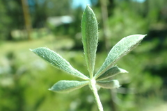 Lupinus lepidus confertus