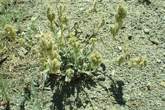 Phacelia hastata compacta