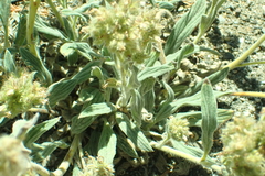 Phacelia hastata compacta