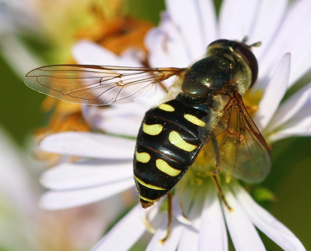 Metasyrphus