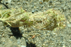 Phacelia hastata compacta