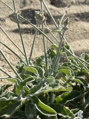 Froelichia xantusii