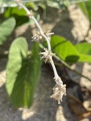 Froelichia xantusii