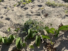 Froelichia xantusii