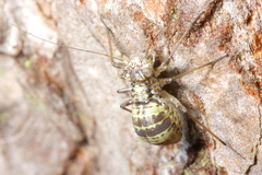 Mesopsocus unipunctatus