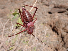 Acanthoplus