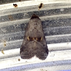 Hyperstrotia flaviguttata