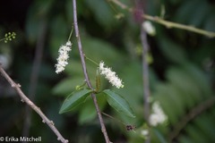 Trichostigma octandrum
