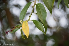 Trichostigma octandrum