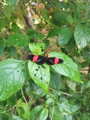 Heliconius melpomene flagrans