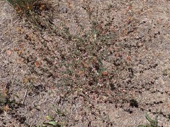 Acmispon decumbens decumbens