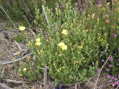 Cistus lasianthus alyssoides