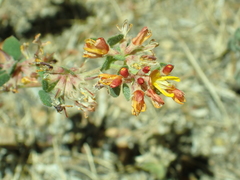 Acmispon decumbens decumbens