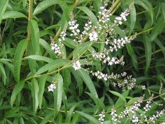 Aloysia citrodora
