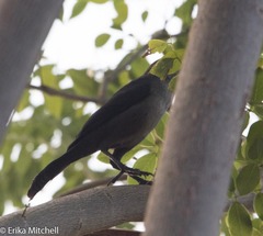 Quiscalus lugubris
