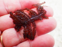 Neoptilota densa