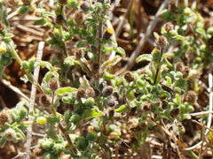 Pulicaria vulgaris