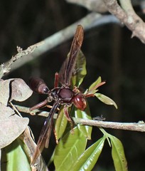 Polistes franciscanus
