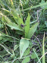 Cypripedium parviflorum