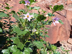 Solanum villosum image