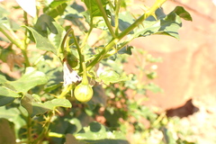 Solanum villosum image