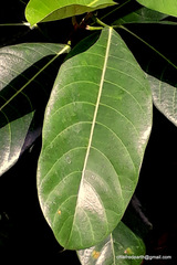 Ficus callosa