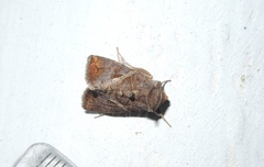 Zonoplusia