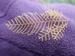 Abietinaria inconstans