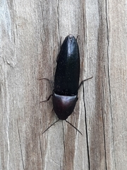 Parallelostethus attenuatus