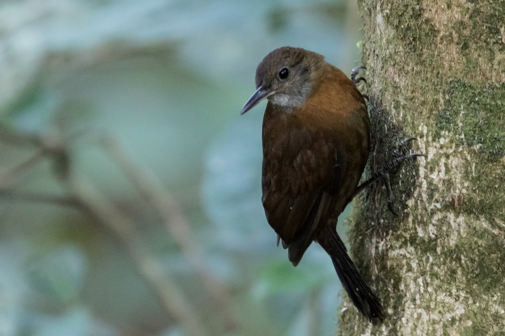 Gray-Throated Leaftosser