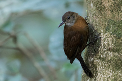 Gray-Throated Leaftosser photo 1