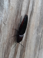 Parallelostethus attenuatus