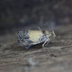 Olethreutes osmundana