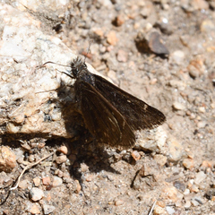 Erynnis persius