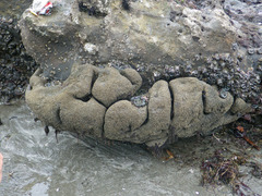 Dodecaceria fewkesi