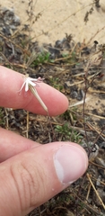 Silene portensis