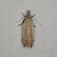 Dichomeris bipunctellus