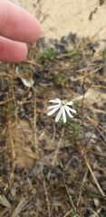 Silene portensis