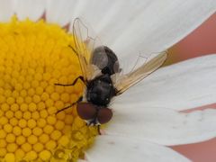 Elomya lateralis