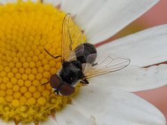 Elomya lateralis