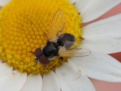 Elomya lateralis