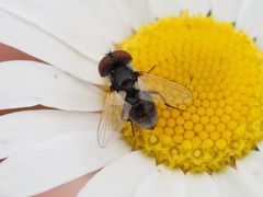 Elomya lateralis