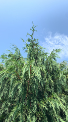 Cupressus nootkatensis