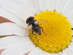 Elomya lateralis