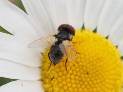 Elomya lateralis