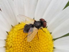 Elomya lateralis