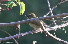Saltator albicollis