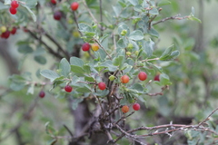 Lonicera microphylla