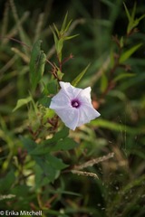 Ipomoea sagittifolia