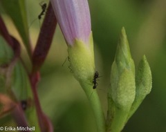 Ipomoea sagittifolia
